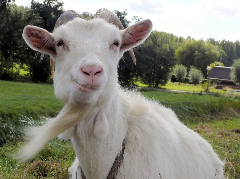 Photo of Amazon offers goat rentals