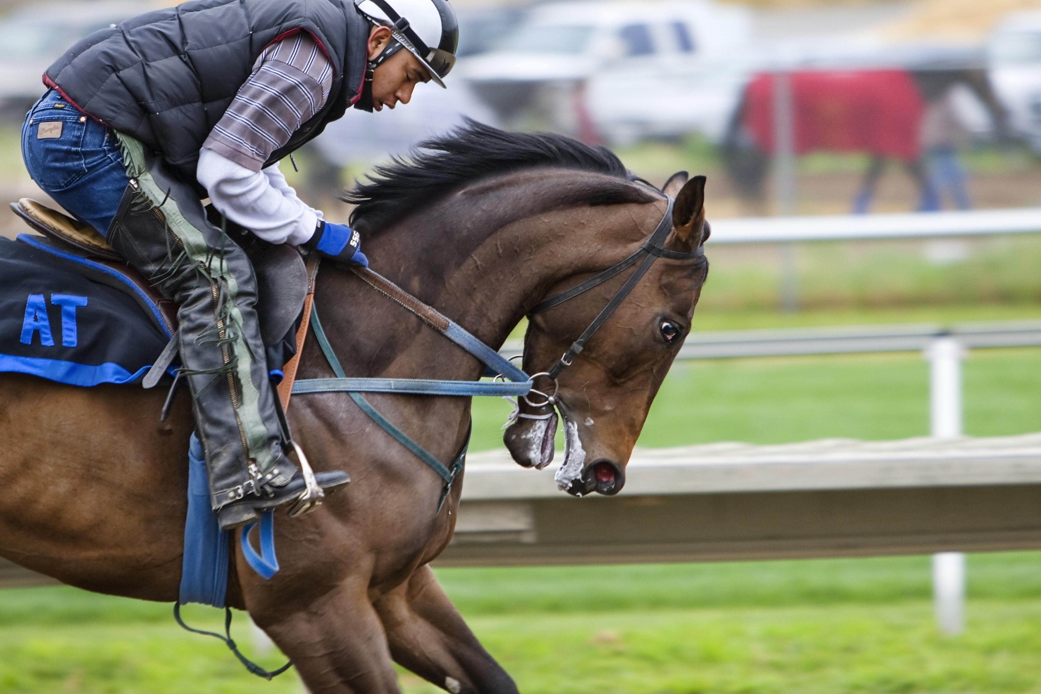 horse-racing图片