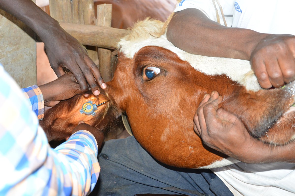 A Jaguza tags being place on the cow's ear to help monitor its health. File Photo/Jaguza