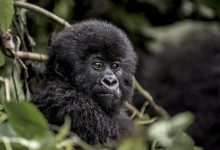 Photo of How Instagram has Turned Out a Gamechanger for Gorilla Conservation