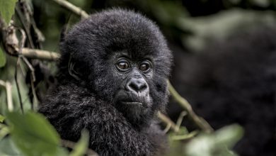 Photo of How Instagram has Turned Out a Gamechanger for Gorilla Conservation