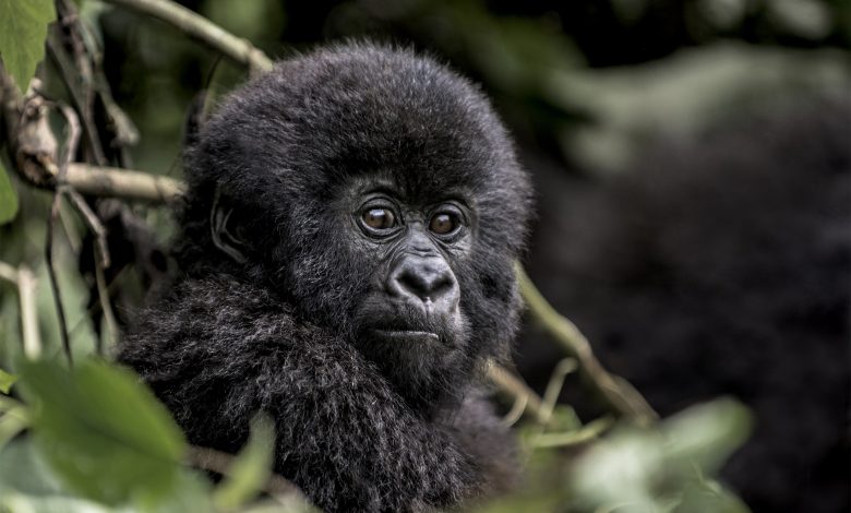 Using Instagram, Visit Rwanda is spreading the word and calling awareness on the importance of gorilla conservation. PICTURED: Young mountain gorilla in the Virunga National Park, Africa, DRC, Central Africa.