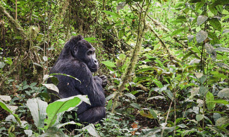 Mountain gorilla in Bwindi Impenetrable National Park, one of the World Heritage Sites in Uganda.