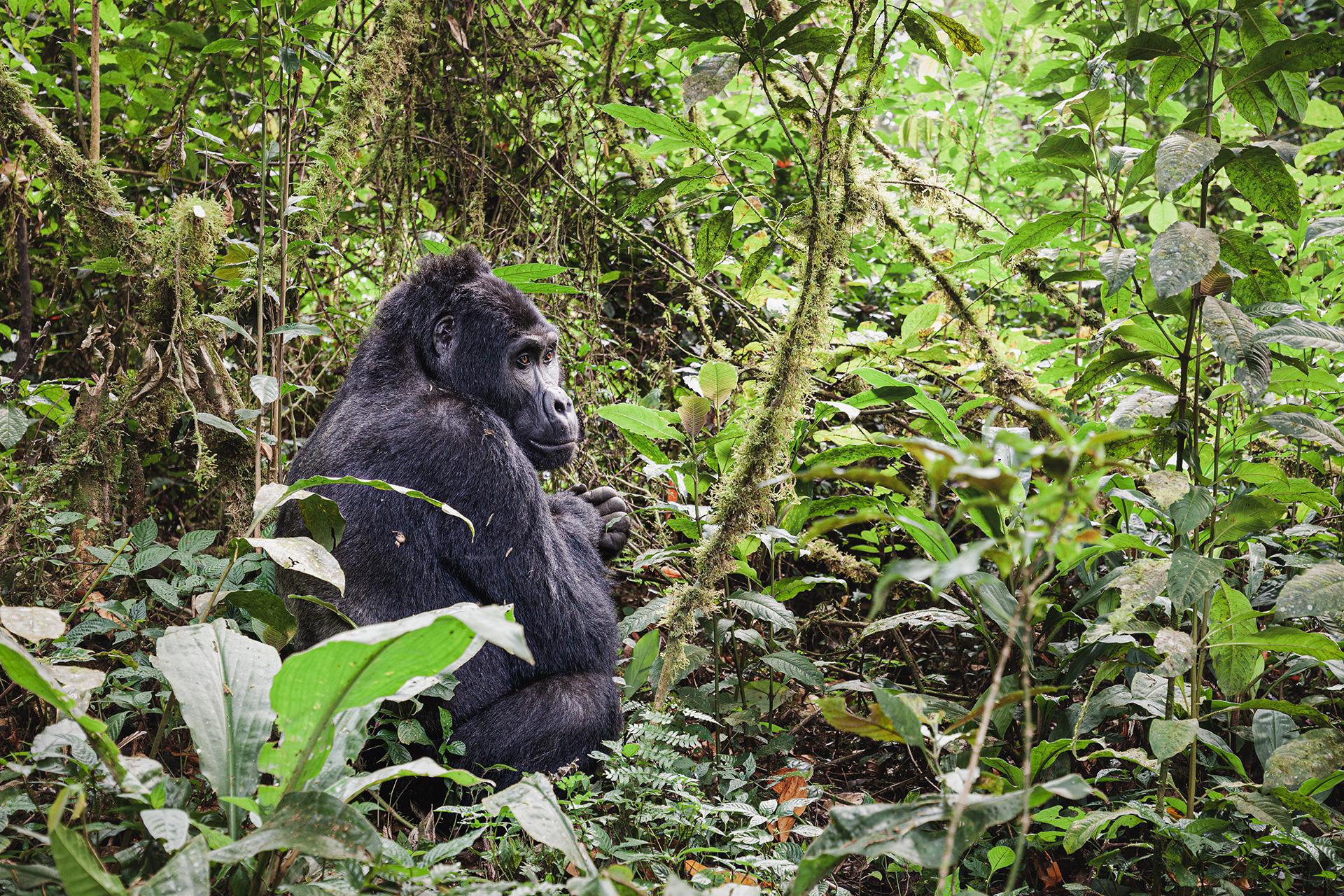 Mountain gorilla in Bwindi Impenetrable National Park, Uganda - PC Tech ...