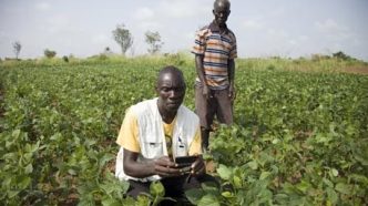 Farmer Simon Obwoya, foreground, makes notes on crop conditions and checks market prices. Photograph: Yousef Eldin/sourced from: The Guardian