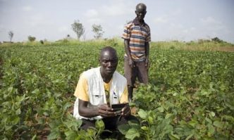 Farmer Simon Obwoya, foreground, makes notes on crop conditions and checks market prices. Photograph: Yousef Eldin/sourced from: The Guardian